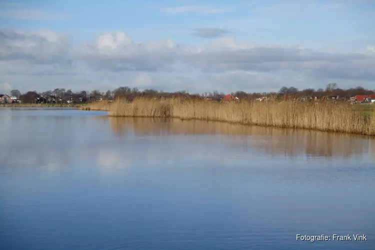 Riet verlicht door het zonlicht in de wijk Skoatterwald