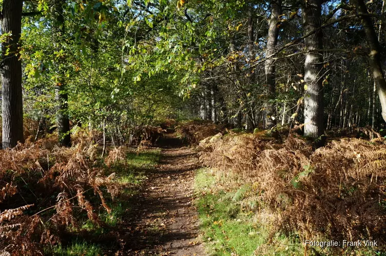 Fraaie herfstkleuren in de bossen van Oranjewoud!