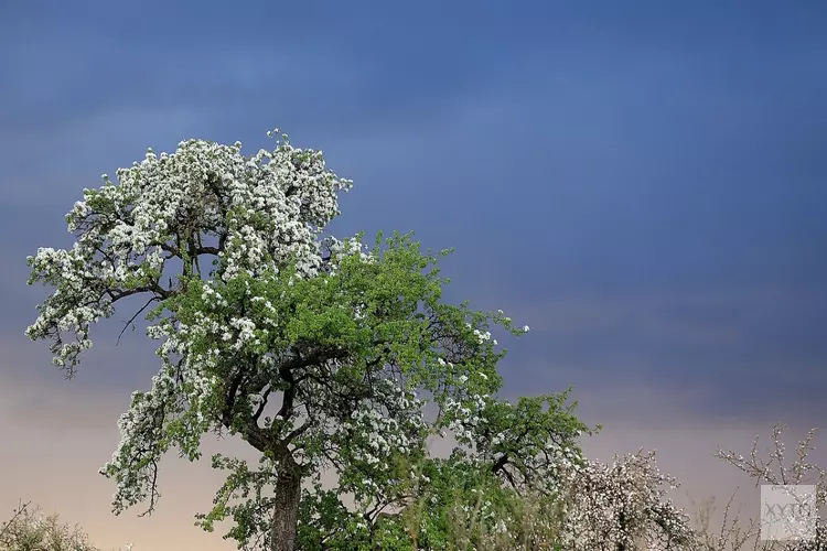 April doet ook in de laatste week wat het wil, met koude Koningsnacht