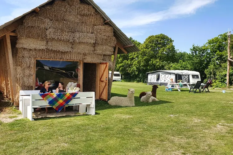 Kom jij kamperen bij de alpaca&#39;s in Zeeland?